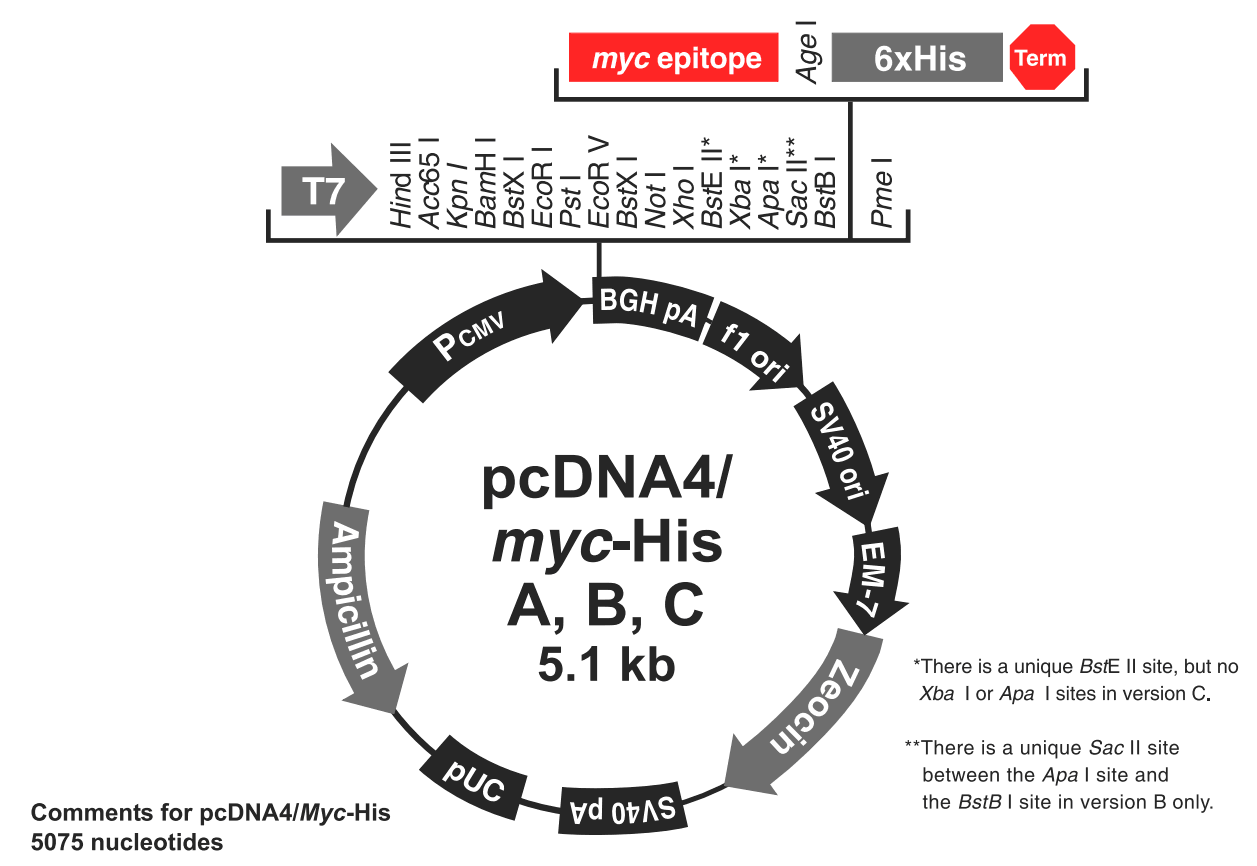 pcDNA4-myc-His B载体图谱
